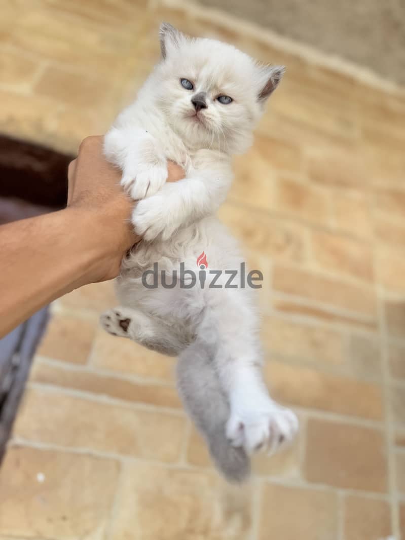 Pure ragdoll kittens 3