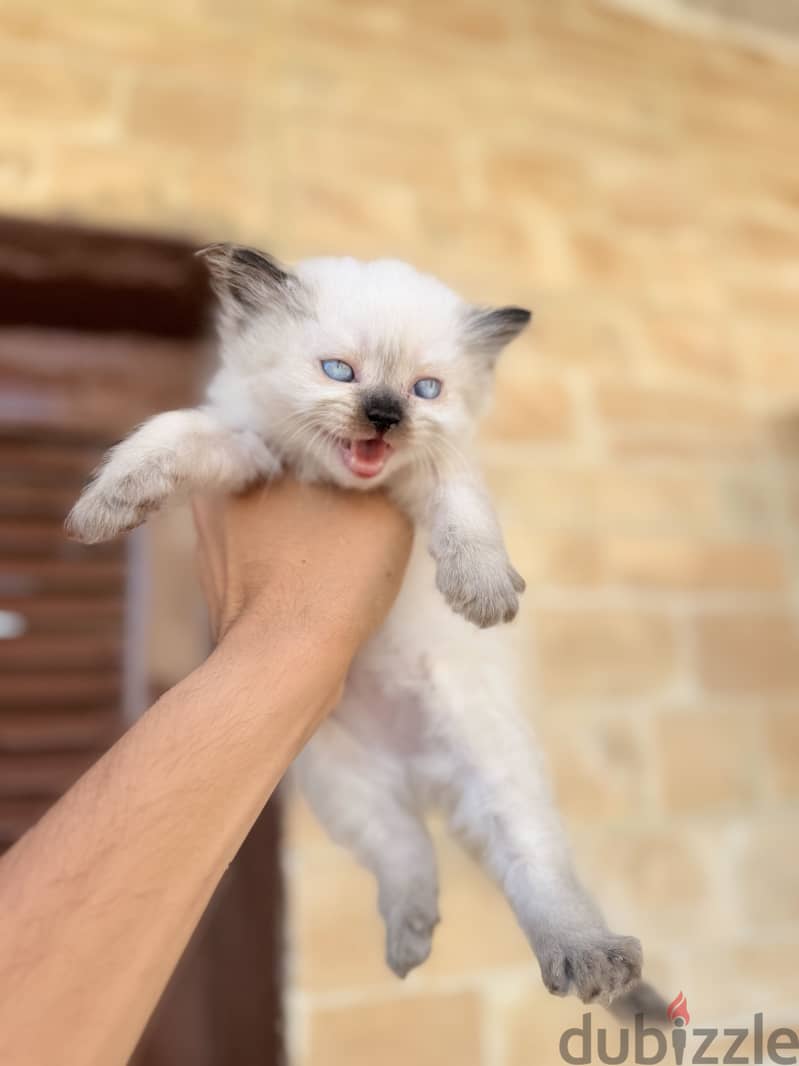 Pure ragdoll kittens 4