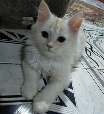 قطه تبني