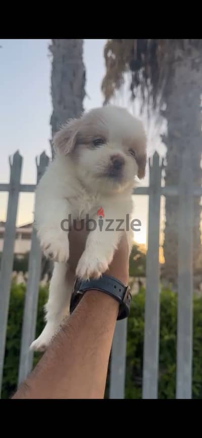 Havanese Mix Shih Tzu