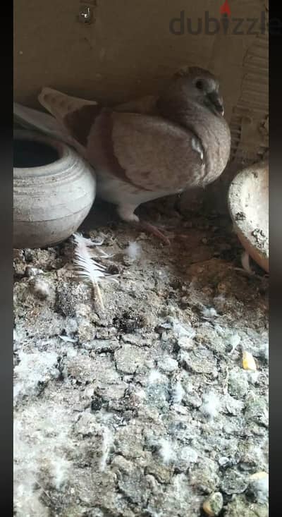 زغلول استرالى تلت