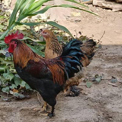فراخ براهما