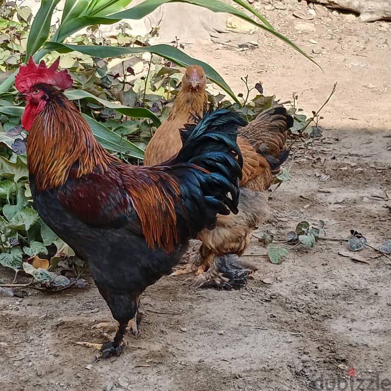 فراخ براهما 1