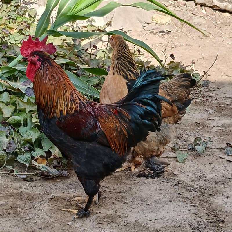 فراخ براهما 2