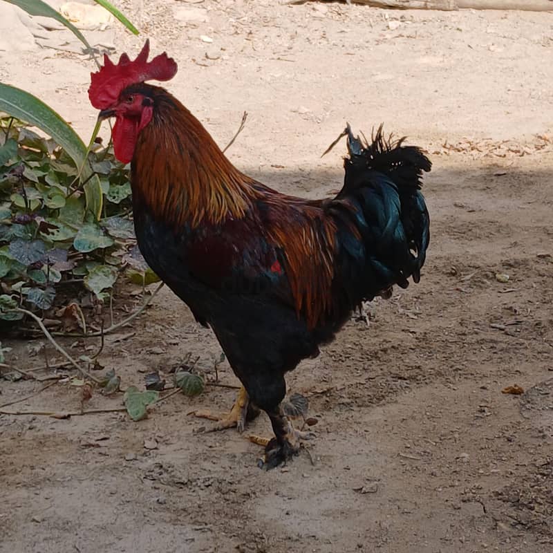 فراخ براهما 4