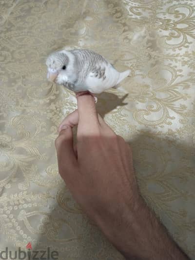 ذكر بادجي شهرين أليف جدا