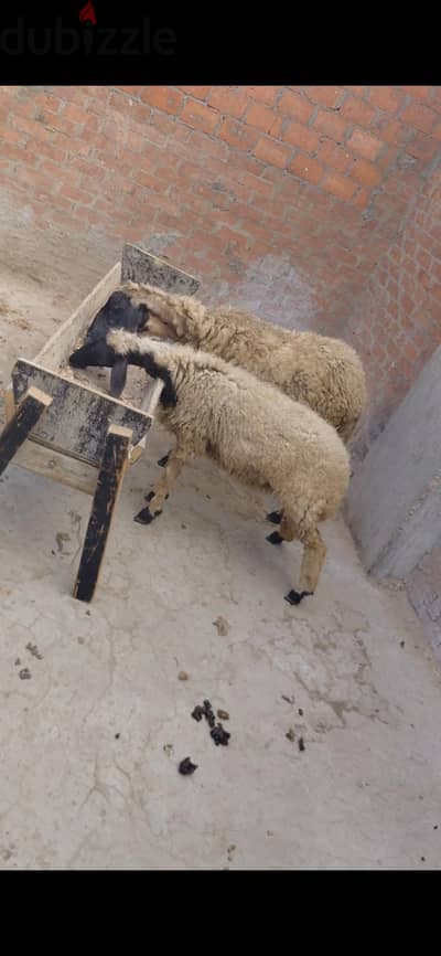 نعجه وراها نتايه كبيره