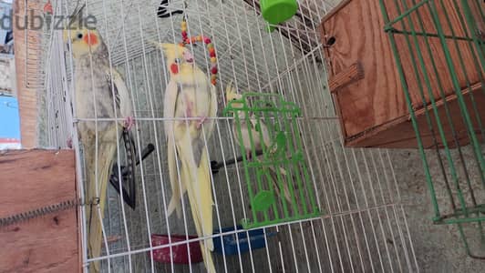 قصين كوكتيل بالزغلاليل بتاعتهم كل قص تحت منه زغلول