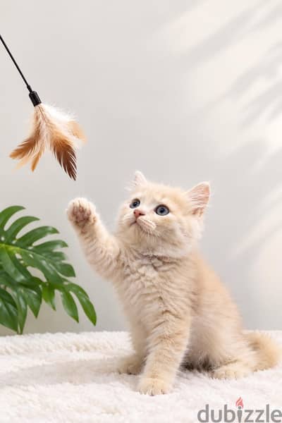 Ny12 British male cat