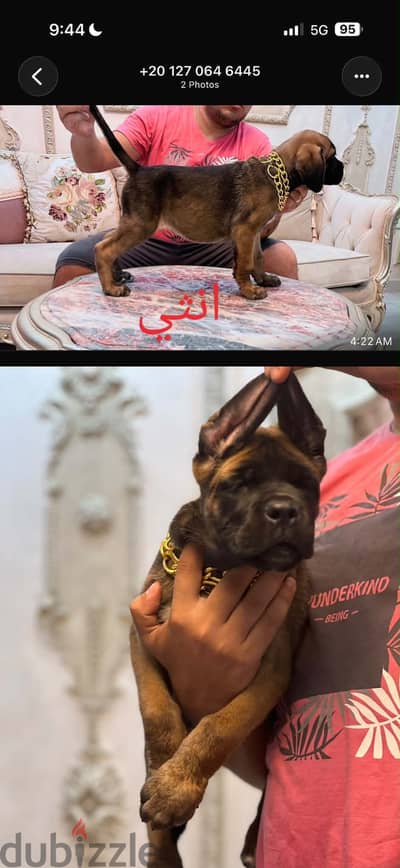 كين كورسو ٣ شهور