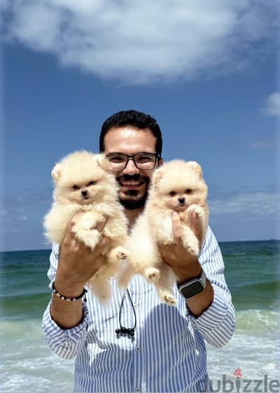pomarenian puppy and toy poodle بومرينيان بودل بوودل بومرنيان
