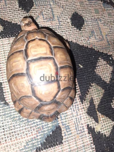 سلحفاه ذكر للبيع