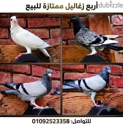 زغاليل حمام ممتاز للبيع