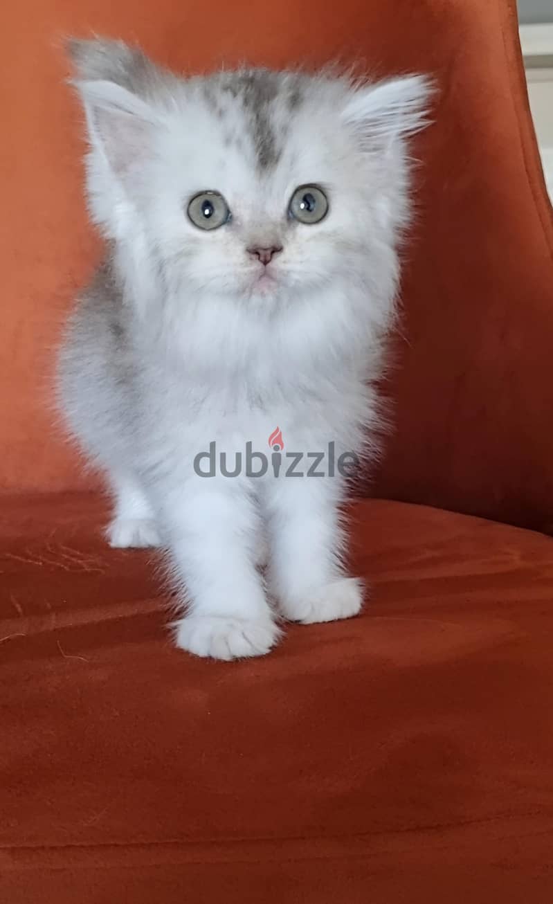 ولد وبنت 2