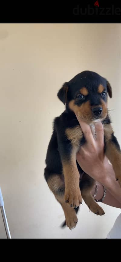 Rottweiler puppies for sale fifth settlement
