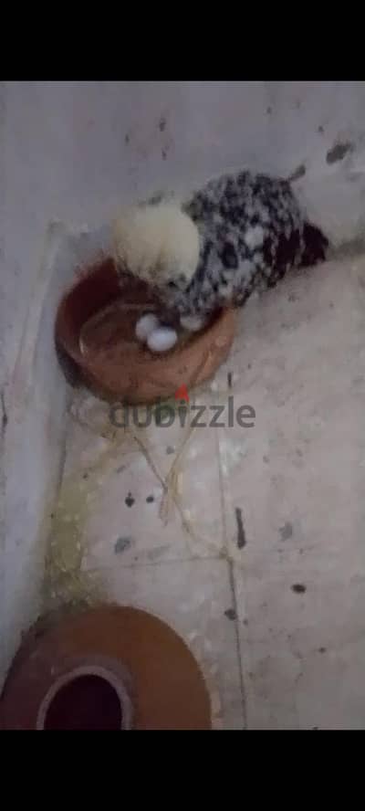 ديك  ديوك فراخ دجاج زينه     ديك بادوه ما شاء الله صحه والوان