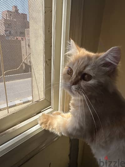شيرازي بيور - Pure Persian Cat مطعمة شامل كل مستلزماتها