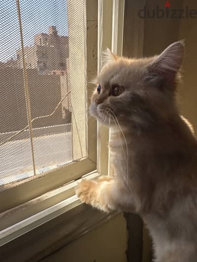 شيرازي بيور - Pure Persian Cat مطعمة شامل كل مستلزماتها