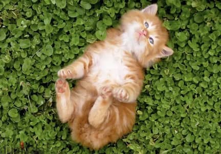 عايز قطه للتبني