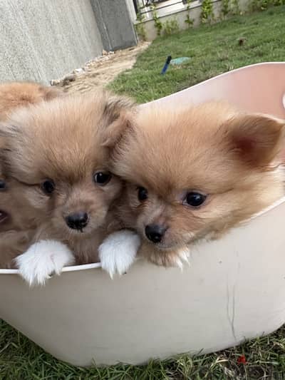 Pomeranians for sale - كلاب بومرينين للبيع
