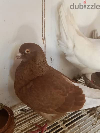 جوز حمام  لا حم