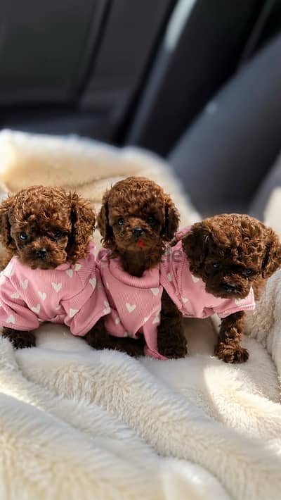 Teacup poodle puppies بودل