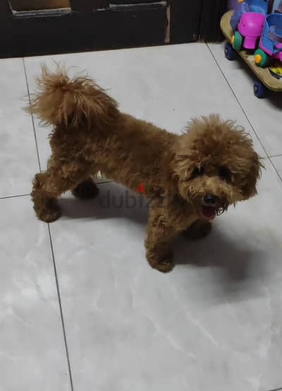 بنت توى بودل Toy poodle