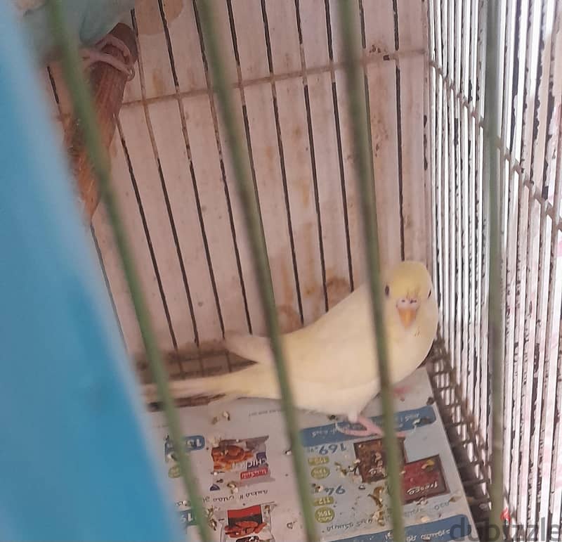 مجموعة بادجى مميزة 2
