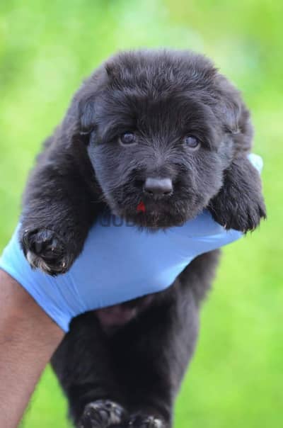 جراوي جيرمن رويال بلاك German shepherd Royal black male female pure
