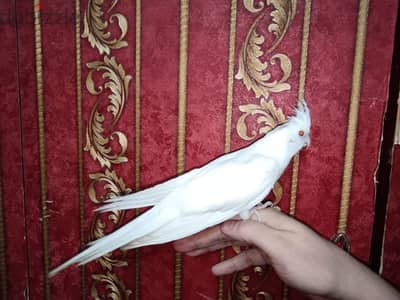 عصافير اللهم بارك صحه وجمال