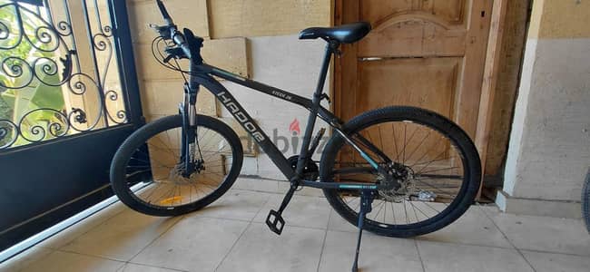 Hador steer 26