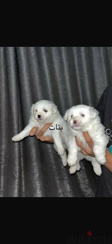 ٥ كلاب جريفون فرنساوي بنات و ولاد احسن تقليب