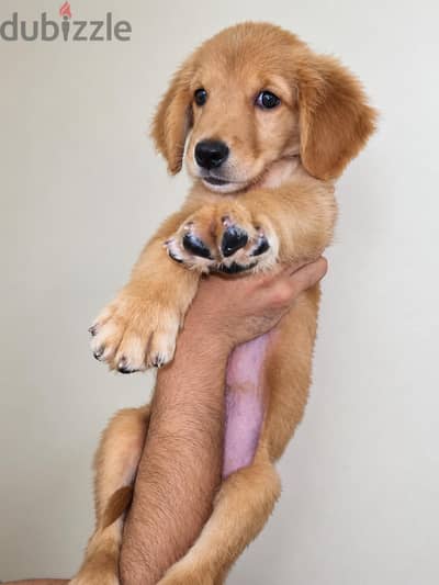 اخر ولد و بنت جولدن انجليزي اهالي مستوردة English Golden Retriever