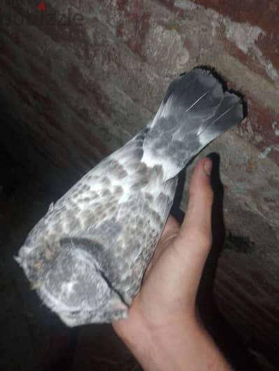 زغلول زاجل مفصص