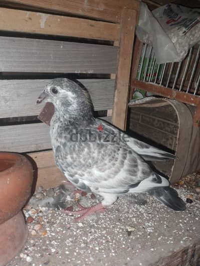 زغلول زاجل مفصص