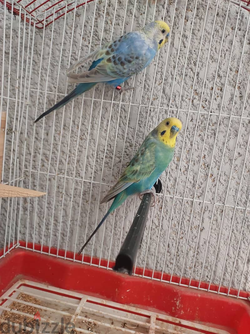 عصافير 2