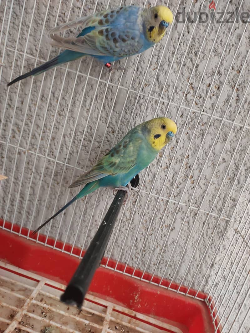 عصافير 4