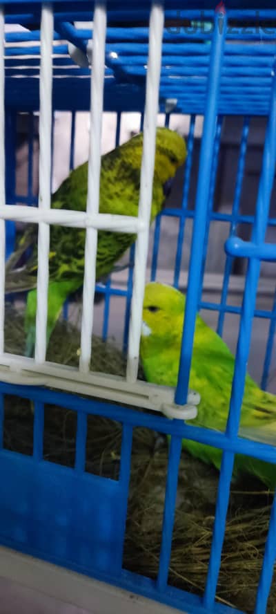 انصاص للبيع او للبدل