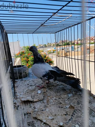 بنوته عاده للبيع