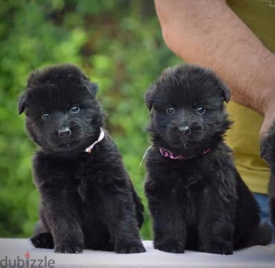 German shepherd puppies male female German جراوي جيرمن شيبرد ذكر انثي