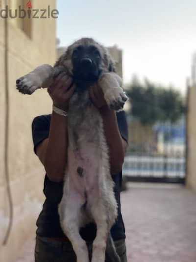 كوكيجن