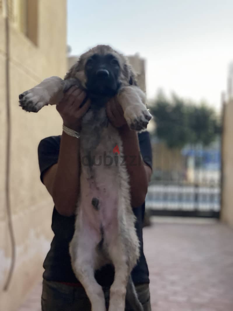 كوكيجن 2