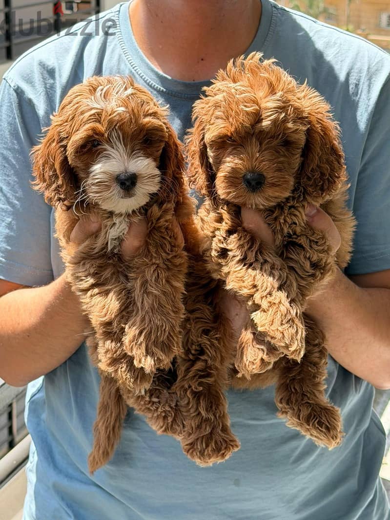 Maltipoo teacup Puppies Available 1