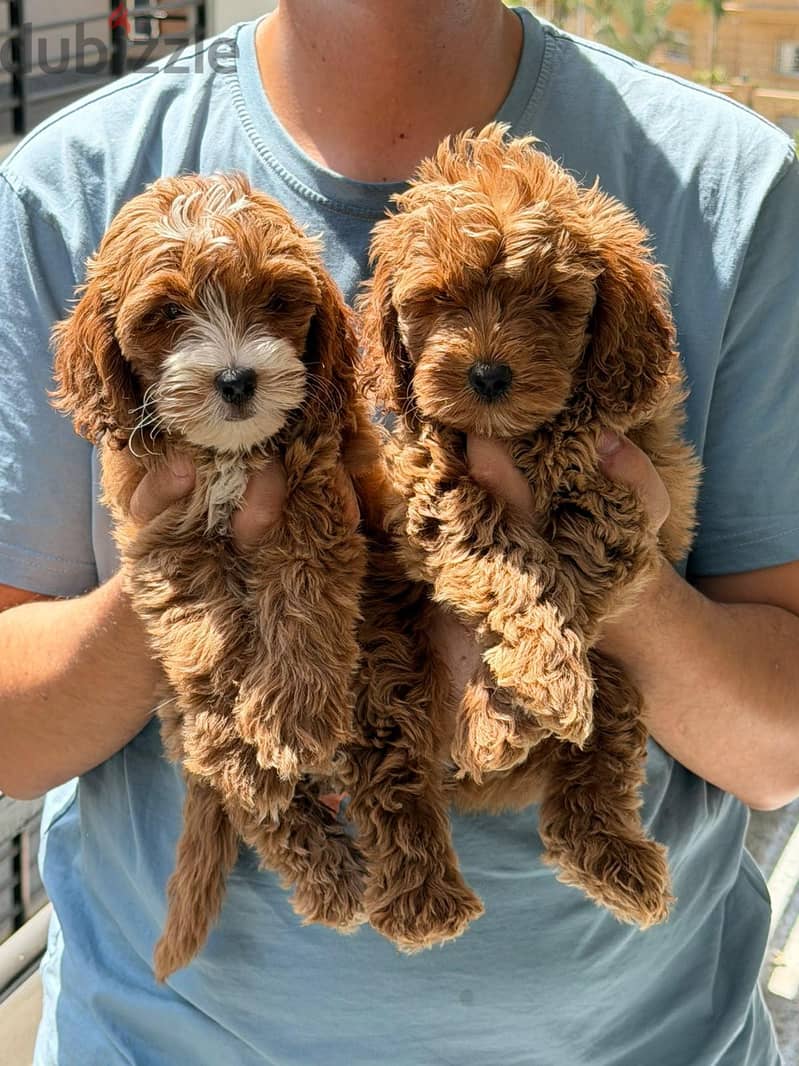 Maltipoo teacup Puppies Available 2