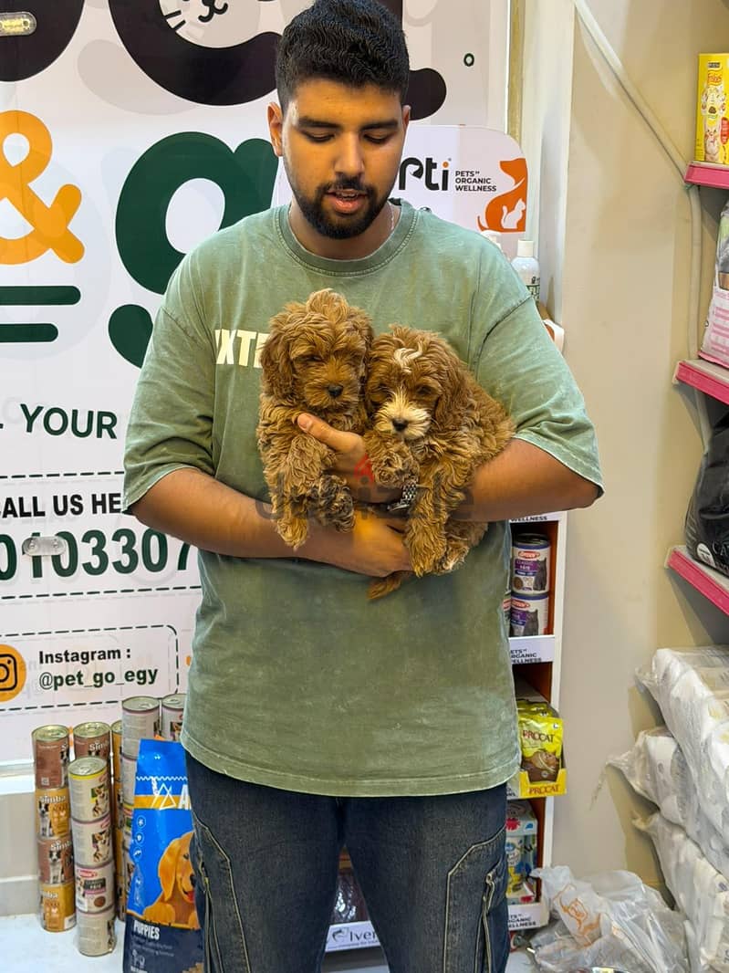 Maltipoo teacup Puppies Available 3