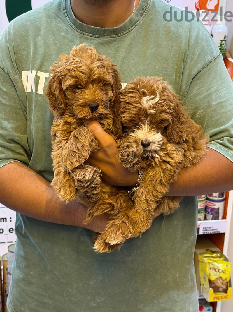 Maltipoo teacup Puppies Available 5