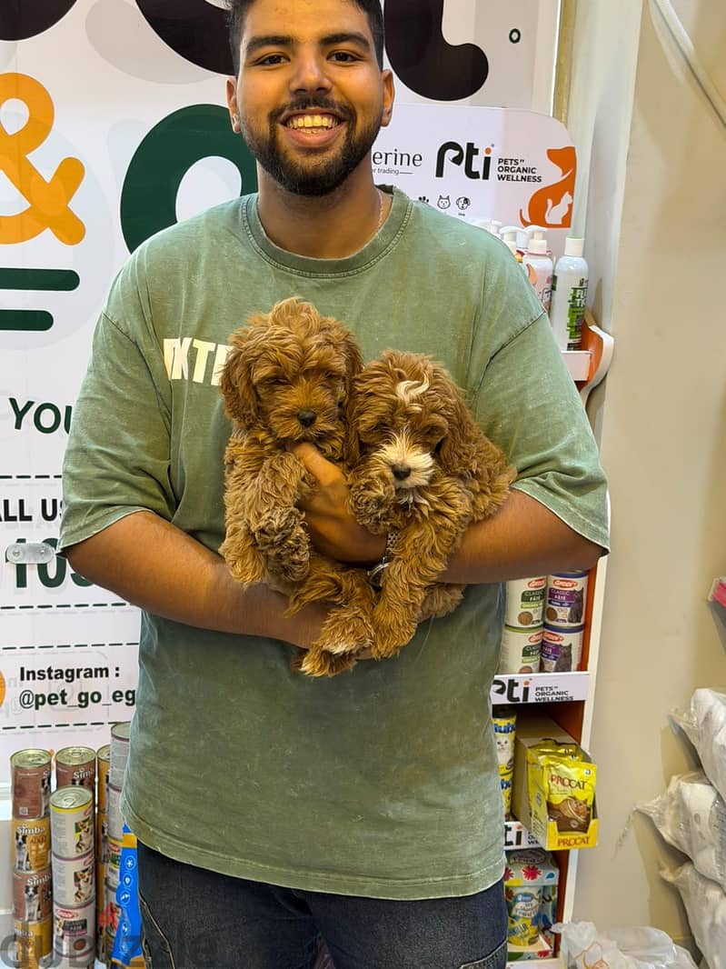 Maltipoo teacup Puppies Available 6