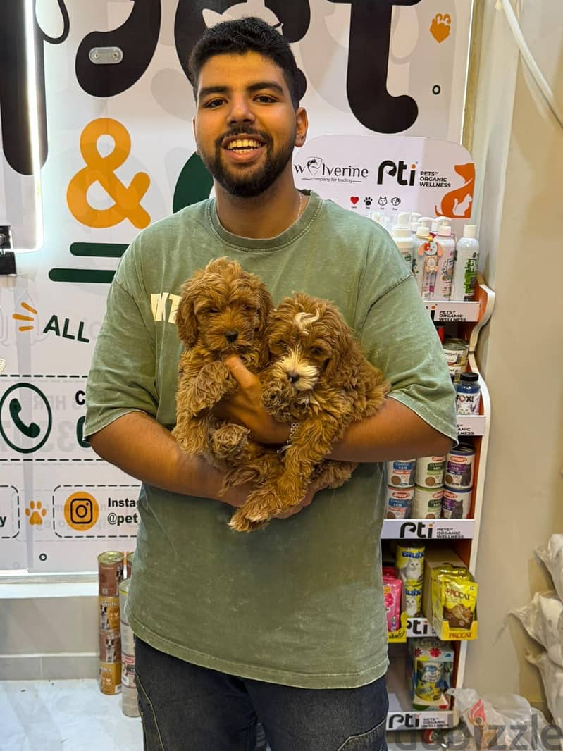 Maltipoo teacup Puppies Available 7