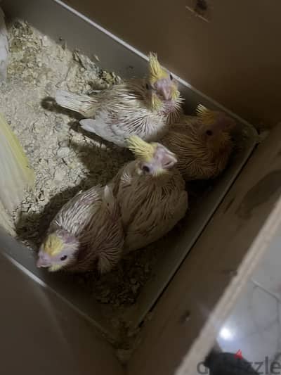 لهواة التأكيل اليدوي زغاليل  كوكتيل لاتيني أسبلت اللبينو