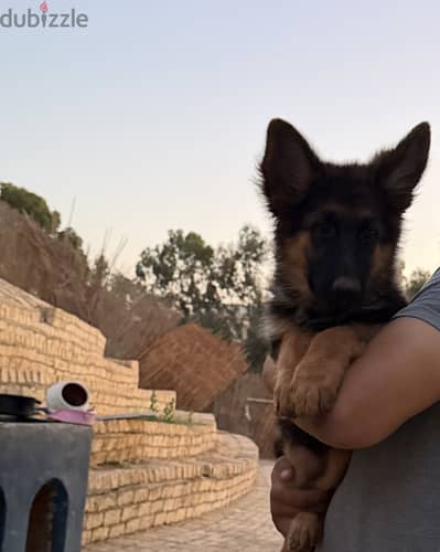  German Shepherd puppies – Long Hair3-month